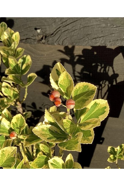 Euonymus japonicus ’Aureus’ плоди